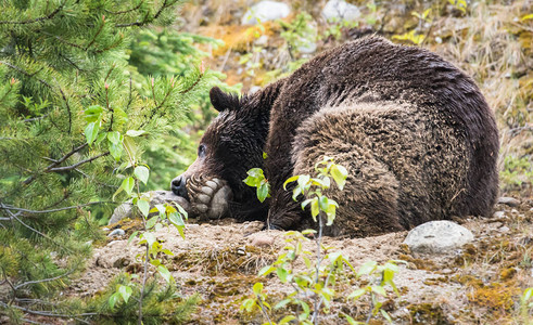 灰熊动物自然动物群图片