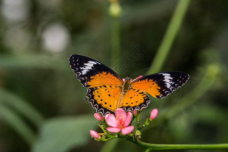 黑橙豹纹蝴蝶结背景图片