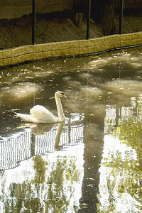 夏天池塘上的白天鹅图片