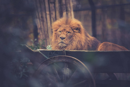 动物园雄狮特写镜头图片