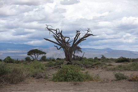 干树MasaiMa图片