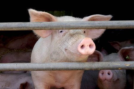 笼中的猪从猪圈里看出来图片