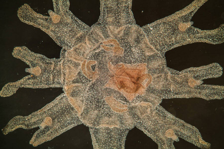 Jellyfishmedus100x以图片
