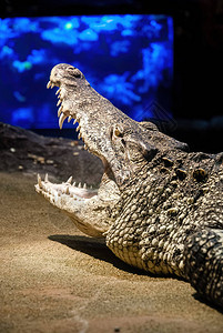 古巴鳄鱼Crocodylusrhombifer是只在古巴发现图片