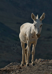 塔吉克斯坦帕米尔公路家驴是野生驴的驯化亚种图片
