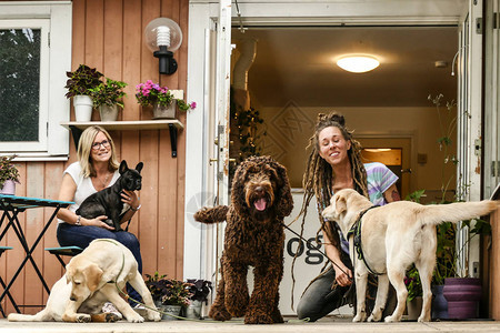 瑞典斯德哥尔摩一家日托中心为狗及其训练者或守护者图片