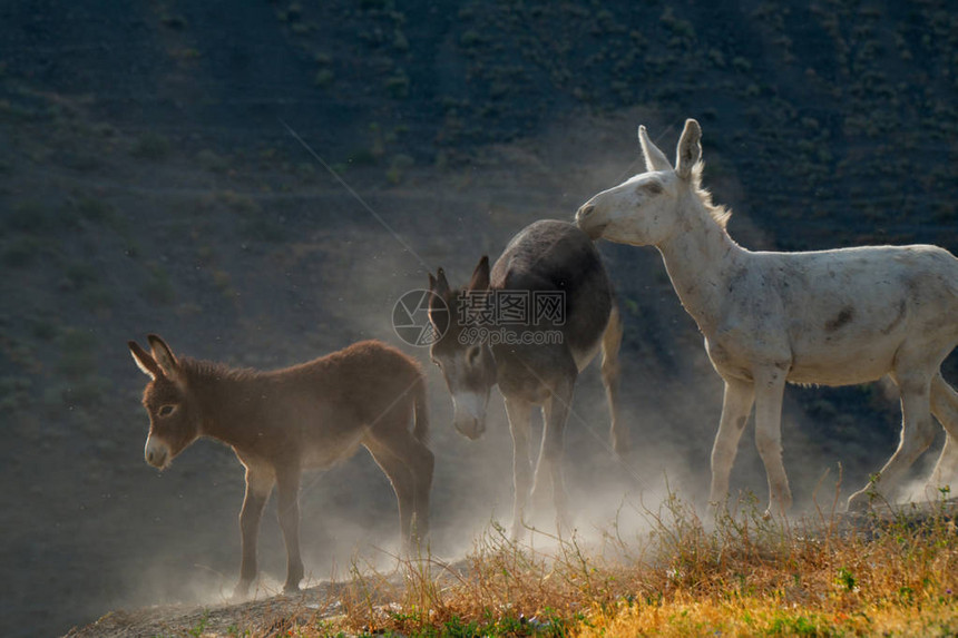 塔吉克斯坦帕米尔公路家驴是野生驴的驯化亚种图片
