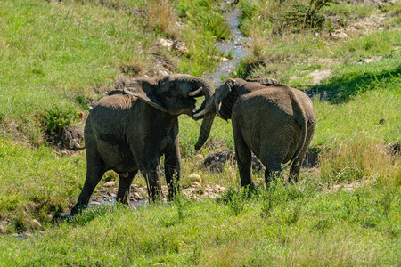 两只非洲象在溪流中打架图片