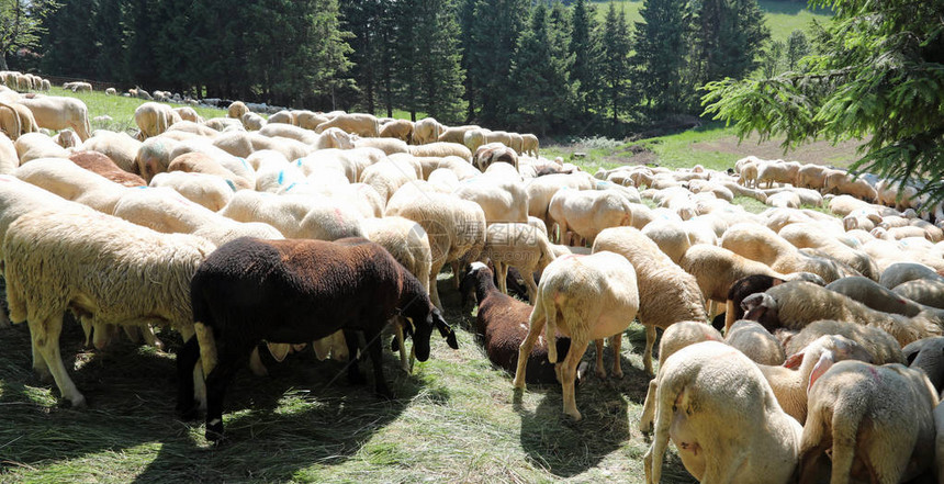 夏天许多白羊在高山草甸上吃草图片