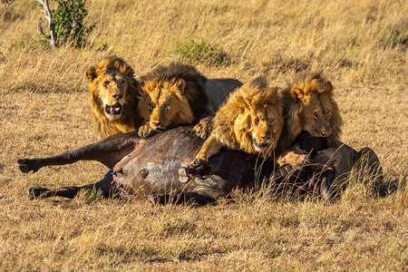 开普布法罗四头雄狮以水牛角为食背景
