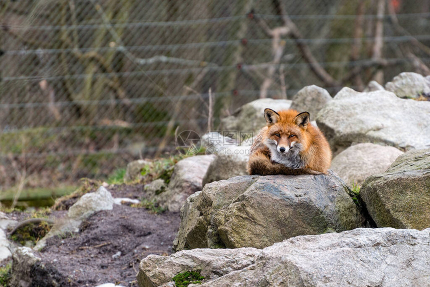 vulpes是真正的狐狸中最大的图片