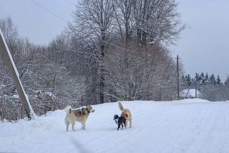 冬天街上的流浪狗背景图片