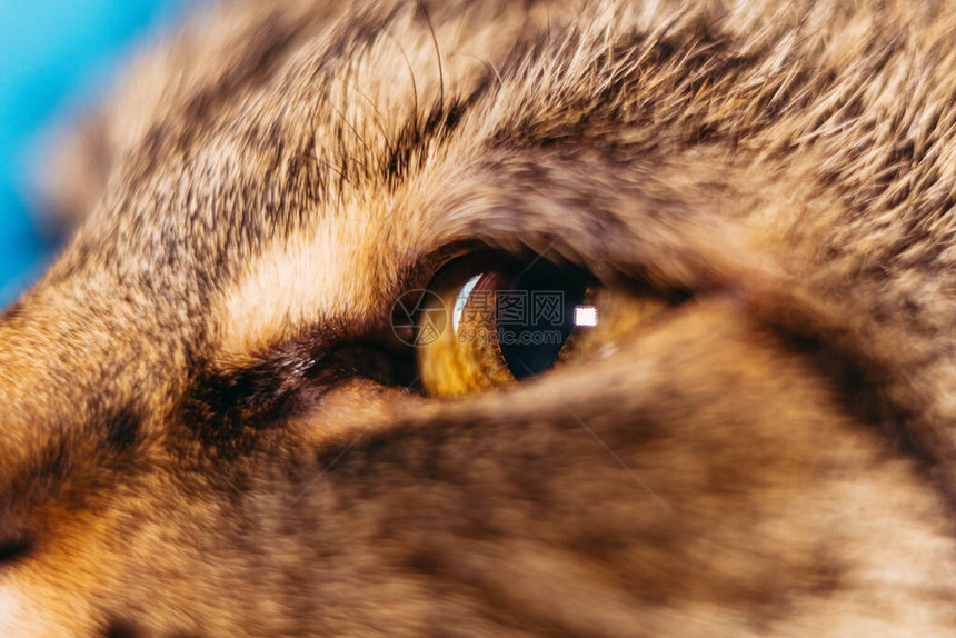微距拍摄猫眼的特写图片