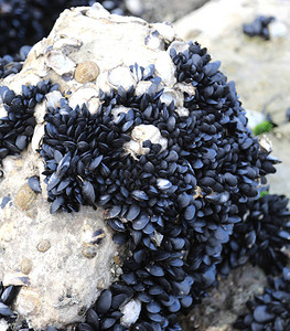 海边岩石上有许多黑贻贝图片
