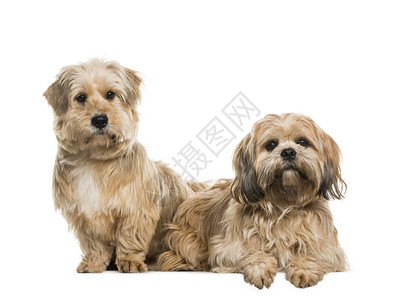 两只拉萨阿波索狗坐在一背景图片