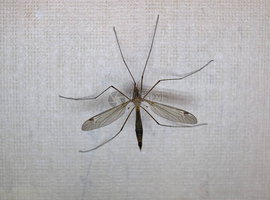 鹤蝇蚊子又名动物类昆虫的爸图片