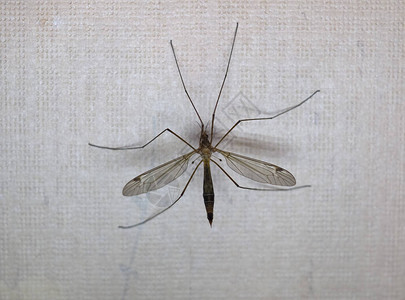 鹤蝇蚊子又名动物类昆虫的爸图片