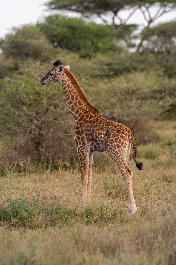 年轻的Masai长颈图片