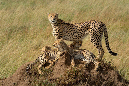Cheetah和其他人一起图片