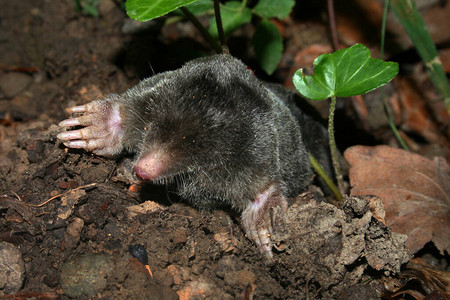 一颗从地里冒出来的鼹鼠的画像图片