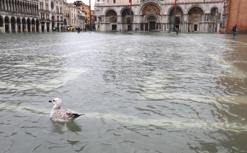 海鸥鸟在潮水期间在意大利威尼斯圣马克广场的圣图片