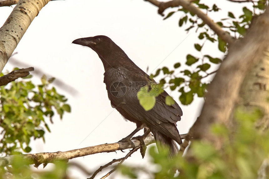 在树木黑鸟的乌鸦吵闹帕蕊歌唱鸟图片