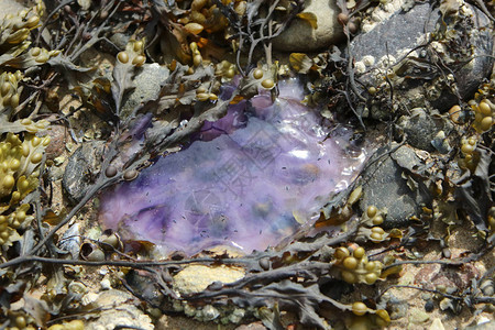 沙滩上的海藻水母图片