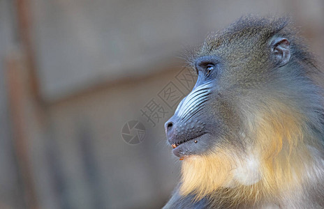 曼德里尔猴子带多彩的鼻涕图片