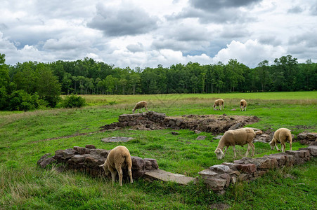 在草地的牧羊霍图片