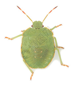 在白色背景下拍摄的绿色防护罩臭虫尼姆夫帕罗梅纳普拉图片