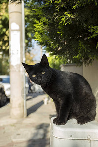 可爱的流浪猫土耳图片