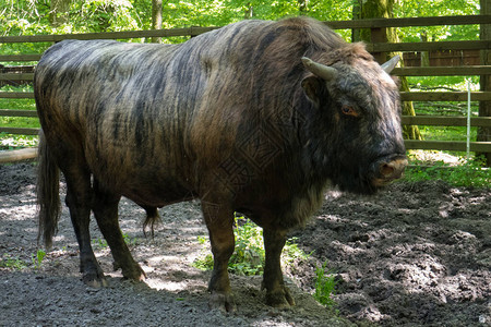 欧洲野牛Bison图片