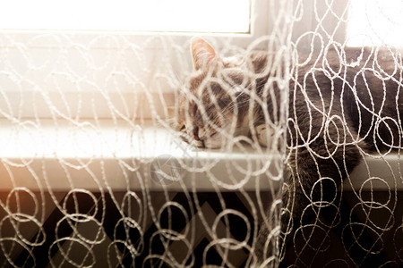 灰猫睡在窗台上图片