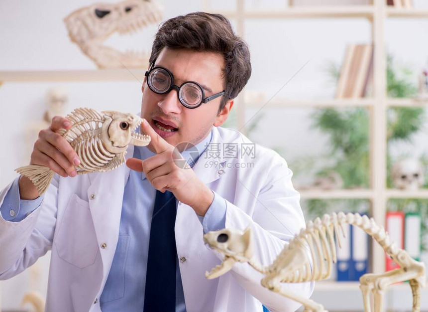 那个研究动物骨骼的有趣的图片