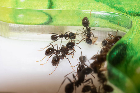 蚂蚁食粮制造者吃紧闭的谷图片