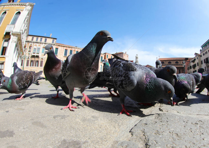 许多在欧洲城市吃碎屑的鸽子用鱼图片
