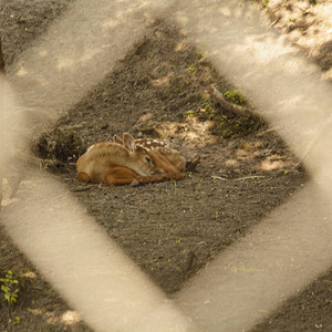 梅花鹿群首领角鹿自然保护区动物鹿群动物野生动物遗漏草食动物群图片