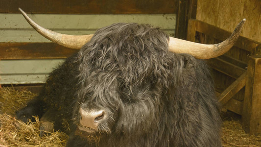 动物园里的苏格兰黑牛图片