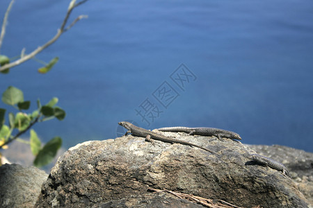 巴西费尔南多迪诺罗尼亚的一只马布亚蜥蜴MabuyaMac图片