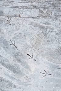 水泥人行道上的鸟脚印图片