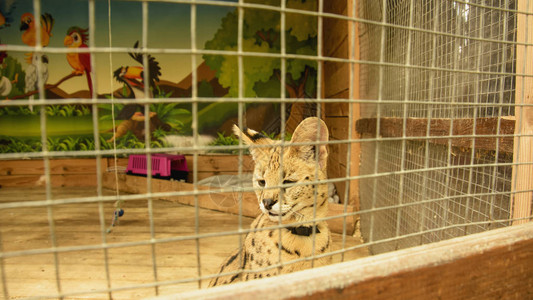 动物园野生非洲猫图片