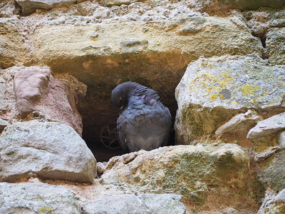 石墙洞里的家鸽动物图片