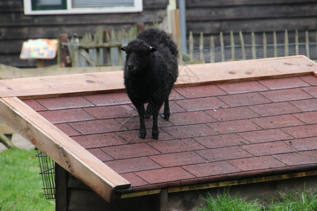 在荷兰Oldebroek一个儿童农场小避难所屋顶上的黑羊图片