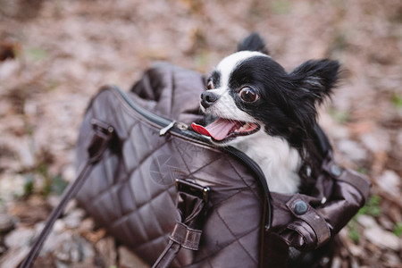 宠物旅行载体小狗的宠物载体狗携带包吉娃和宠物手提箱用图片
