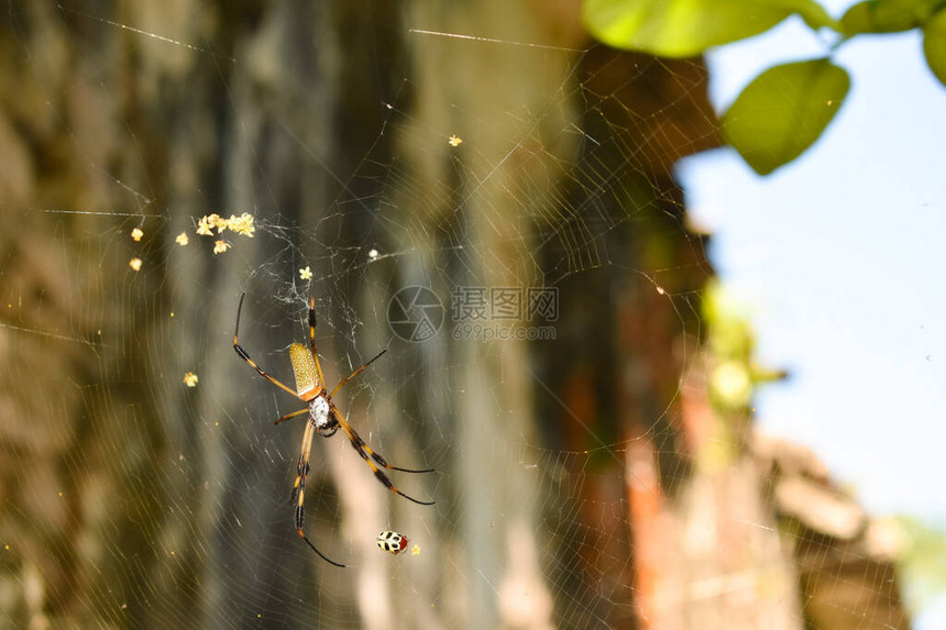 毒蜘蛛在网上吃甲虫图片