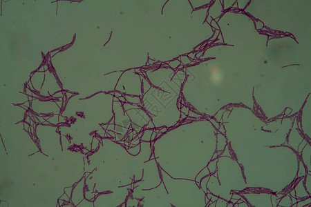 显微镜下炭疽杆菌BacillusAnthrac图片