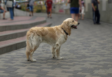 街上的姜狗图片