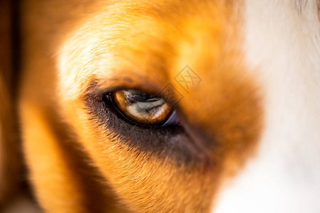 关闭一只小狗眼睛美丽的多彩宏观拍摄选图片