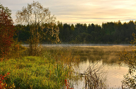森林湖雾蒙的早晨背景图片