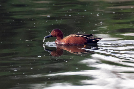 CinnamonTeal鸭在水面上反射图片
